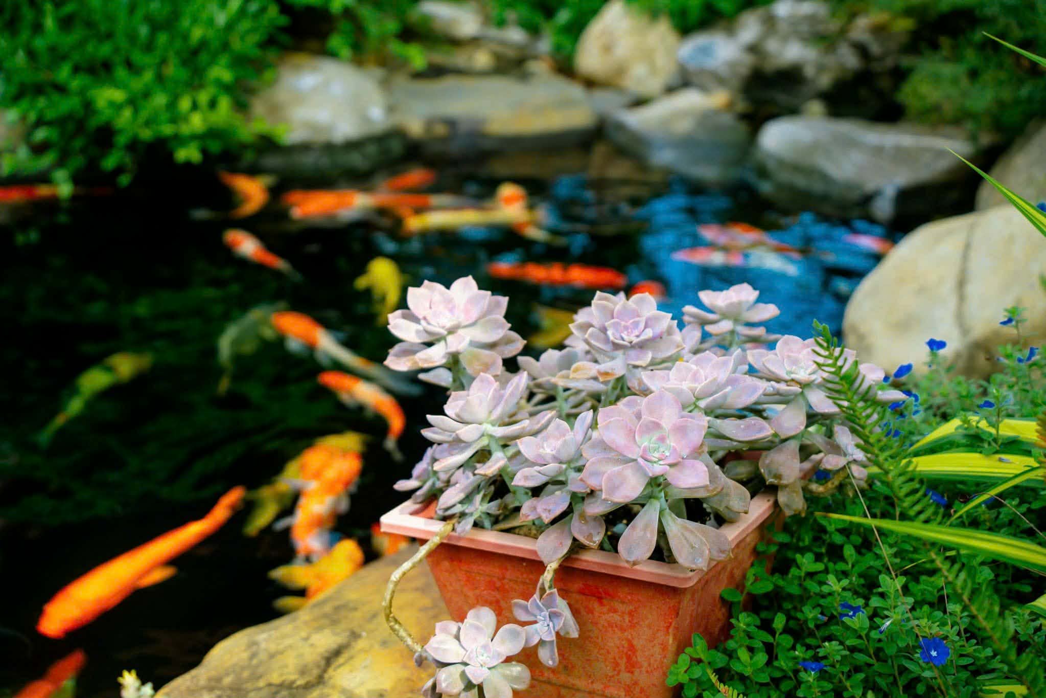 Chậu sen đá bên hồ cá Koi