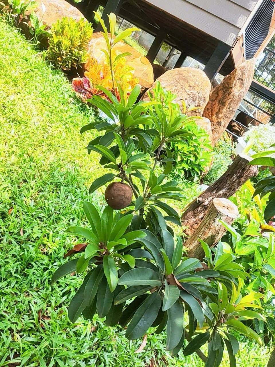 Chậu sen đá bên hồ cá Koi