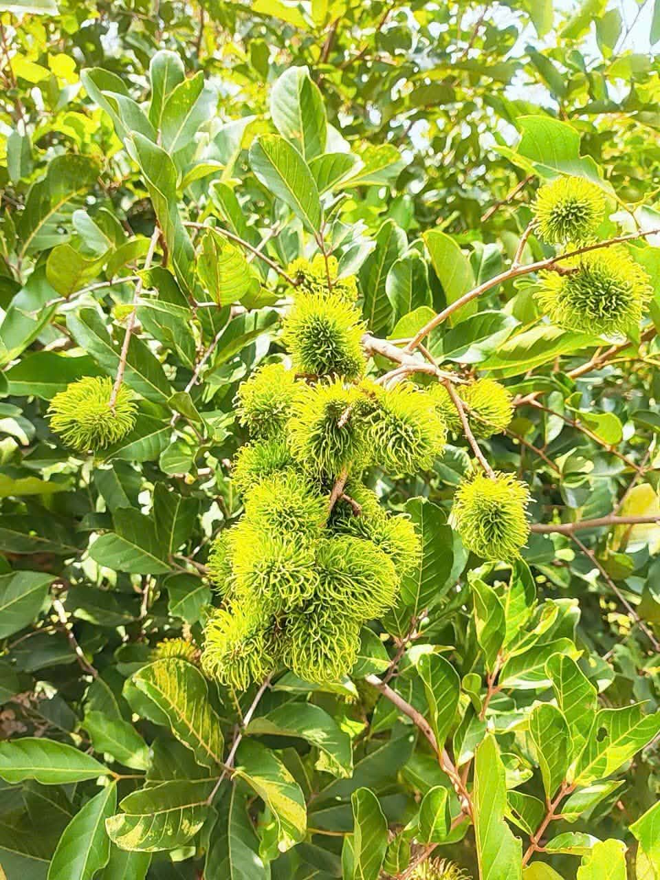 Chậu sen đá bên hồ cá Koi