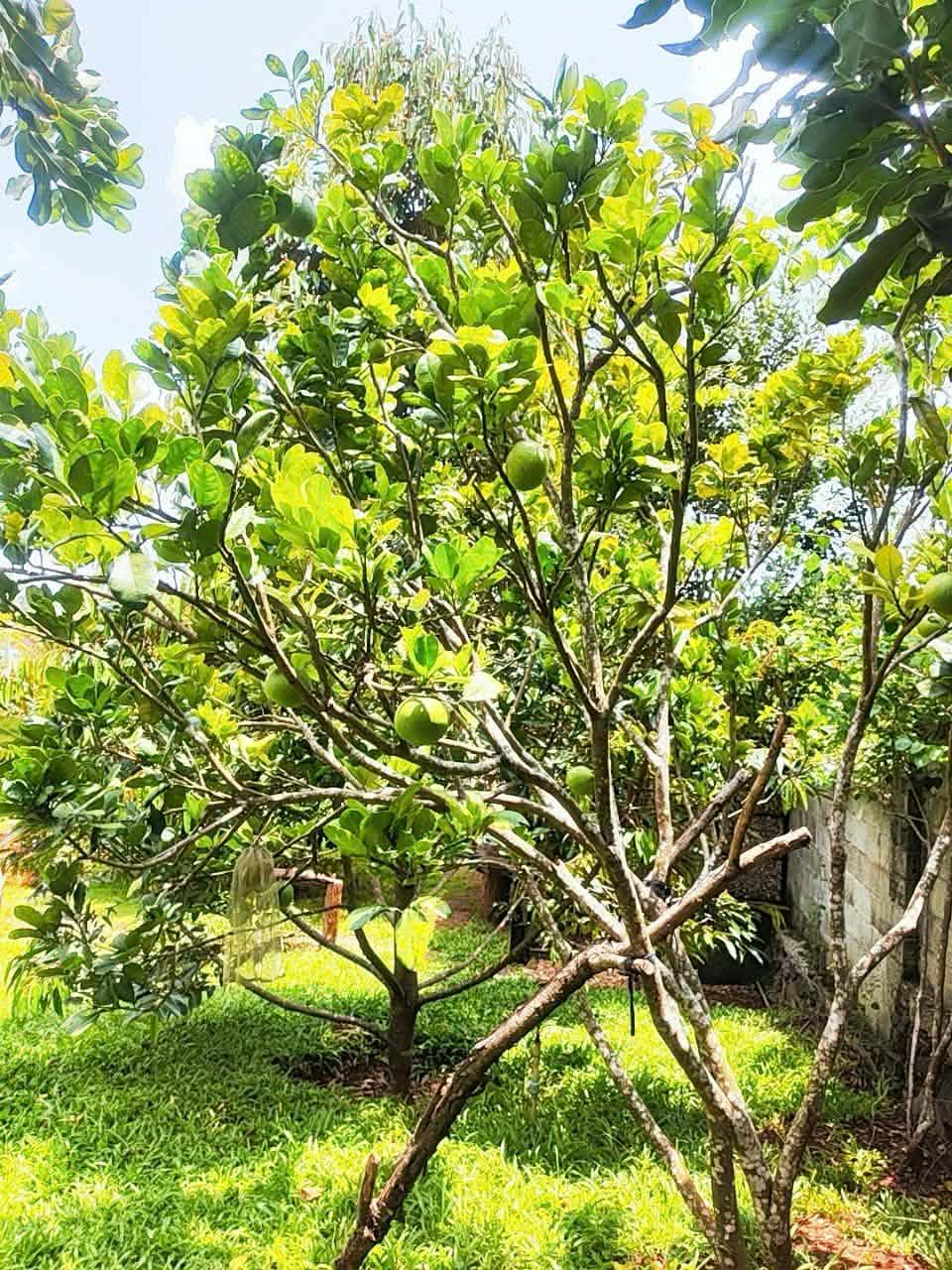 Chậu sen đá bên hồ cá Koi