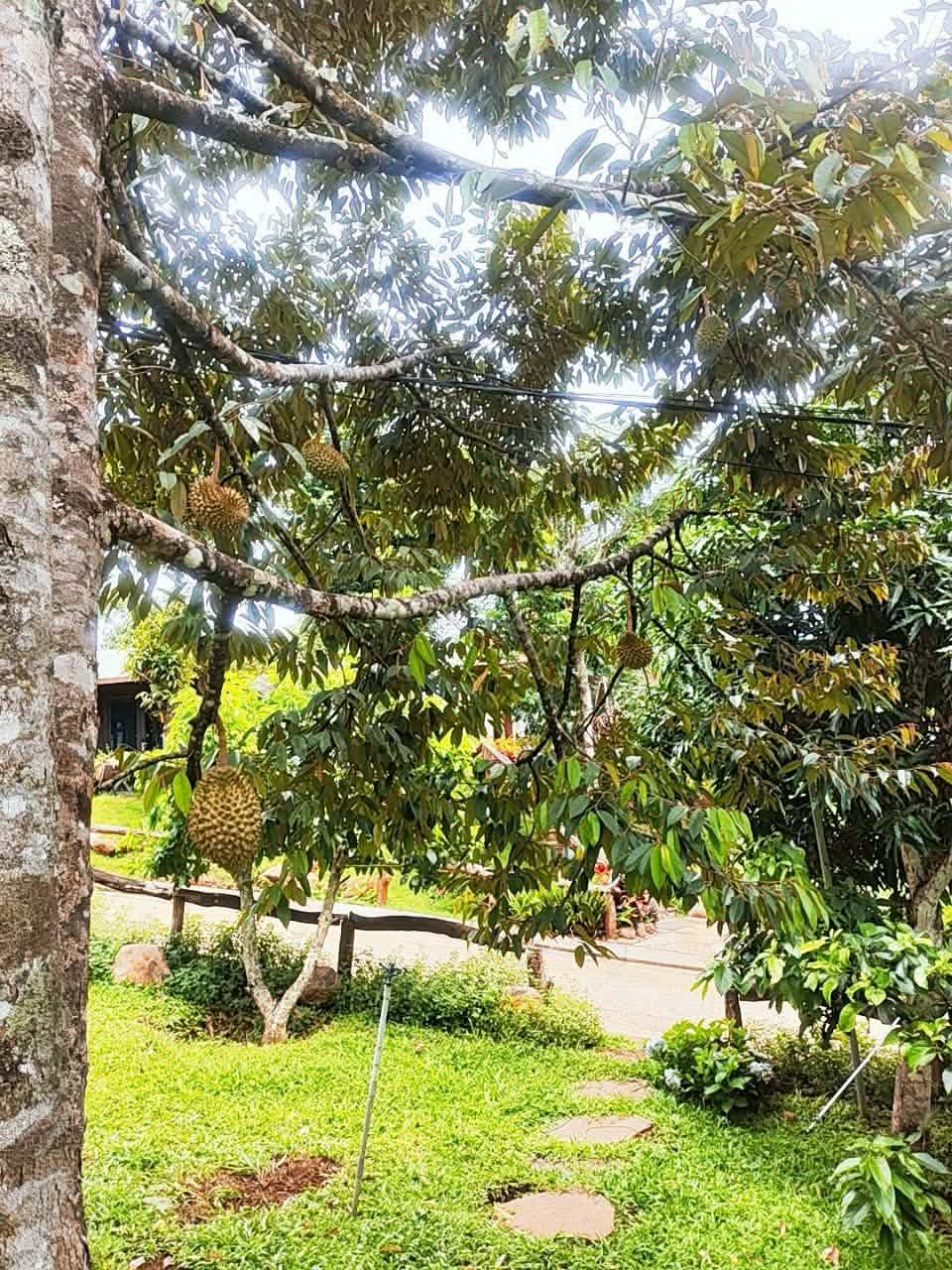 Vườn cây sầu riêng trong khuôn viên