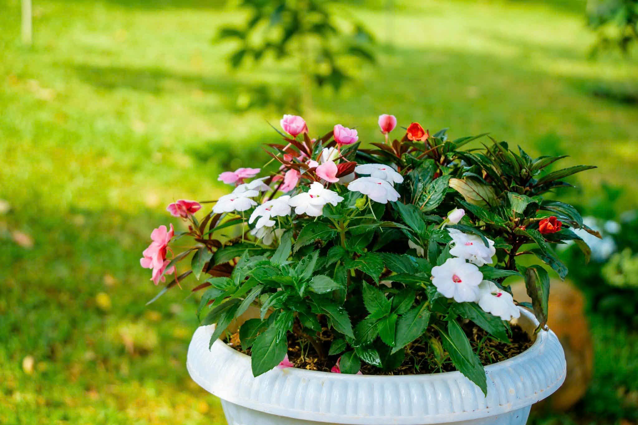 Chậu hoa nhiều màu trong vườn