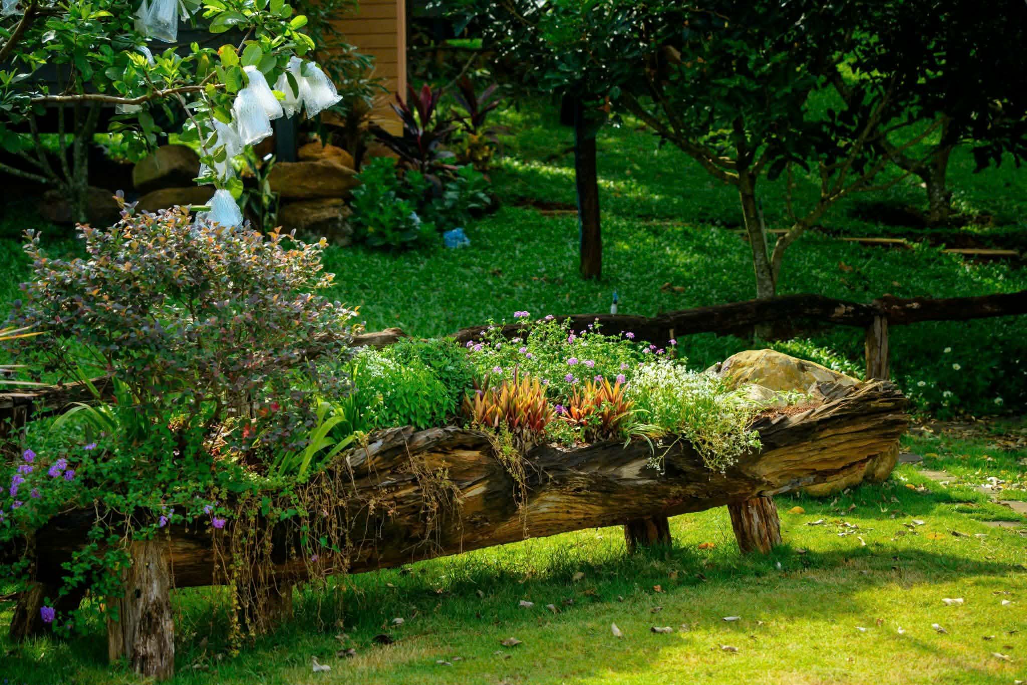 Luống hoa trồng trên thân gỗ