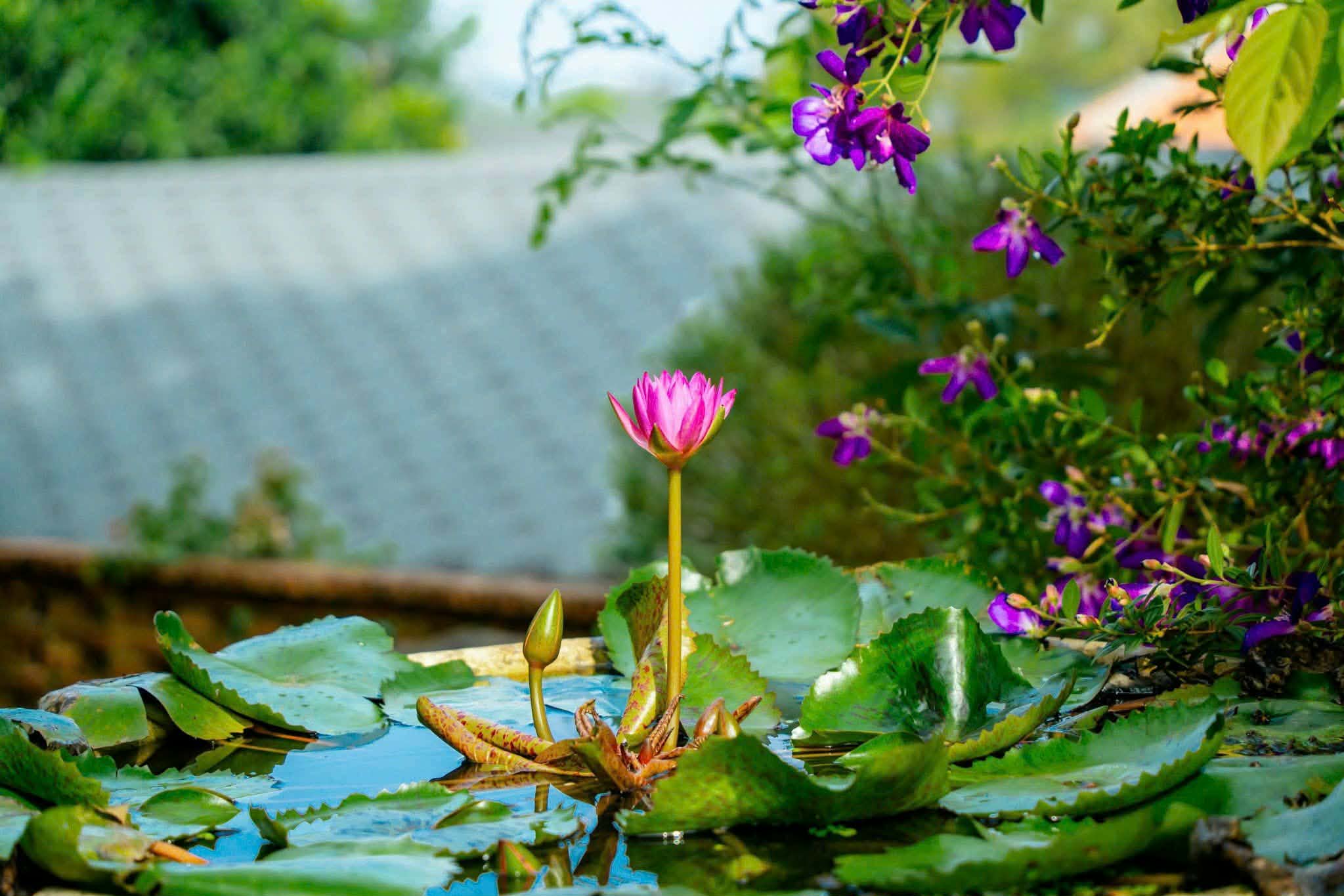 Bông sen hồng bên hồ nhỏ