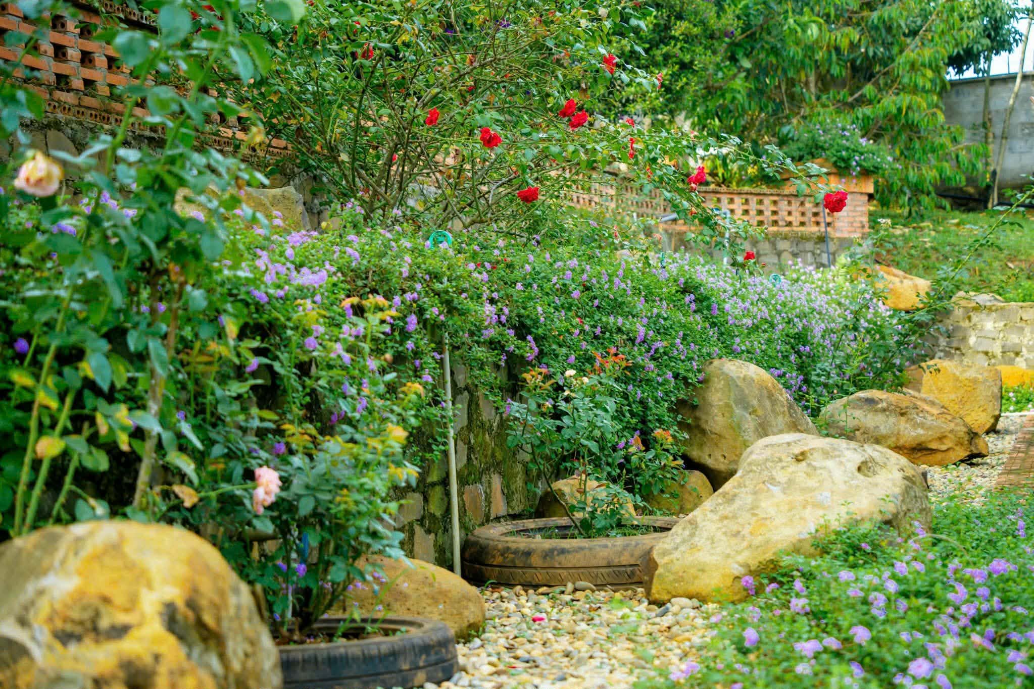 Giàn hoa giấy hồng rực